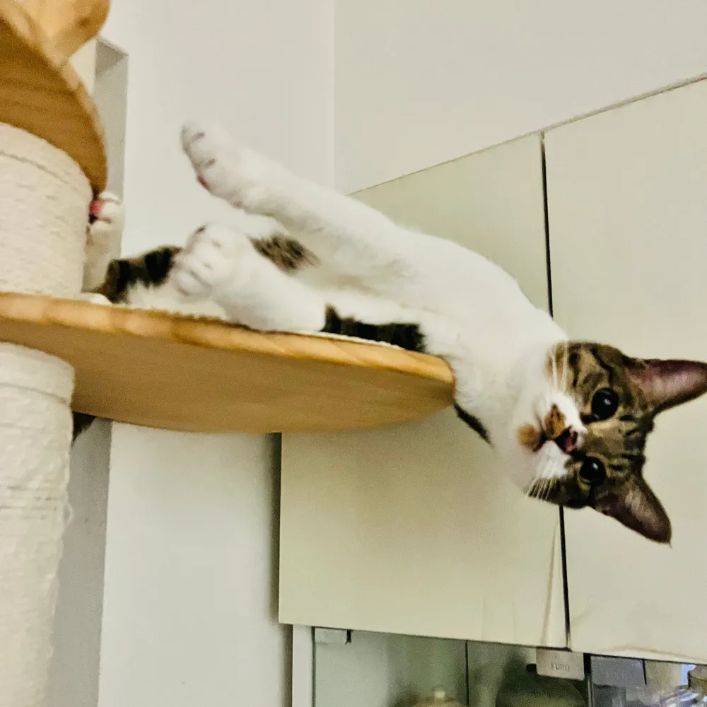 テト